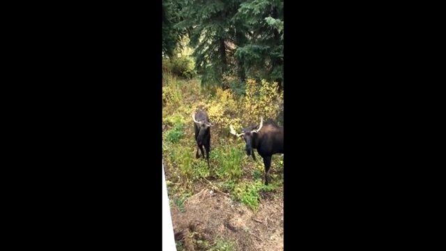 Два лося подрались за территорию перед домом американца