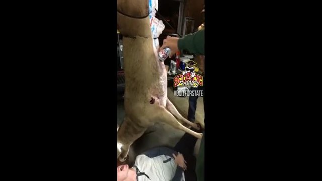 Студент пьёт пиво из туши убитого оленя