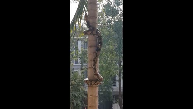  Змея элегантно залезает на дерево