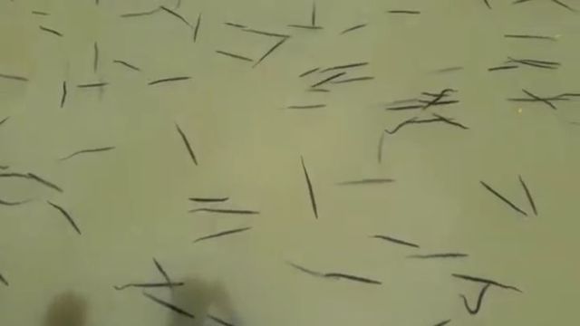 Неизвестные существа в индонезийской  реке