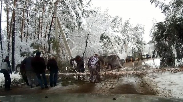 В Воронеже дерево упало на дорогу прямо перед автомобилем