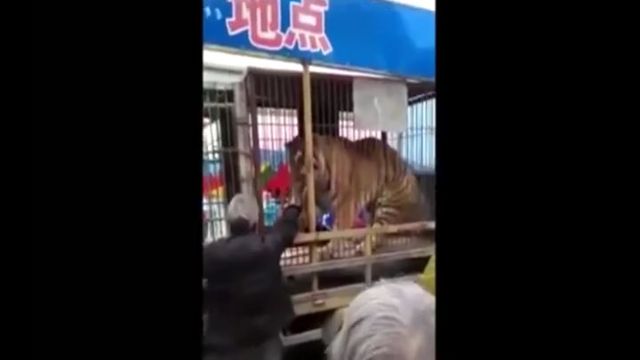 Тигр вцепился в руку мужчины, пытавшегося его покормить