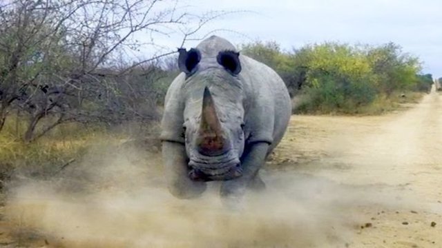 Разгневанные носороги атакуют автомобили с туристами