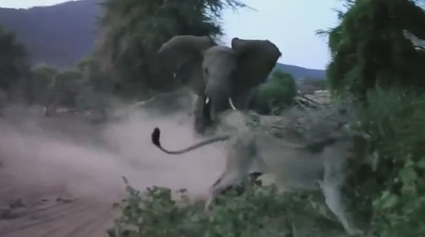 Храбрая слониха защитила своего детеныша от голодного льва