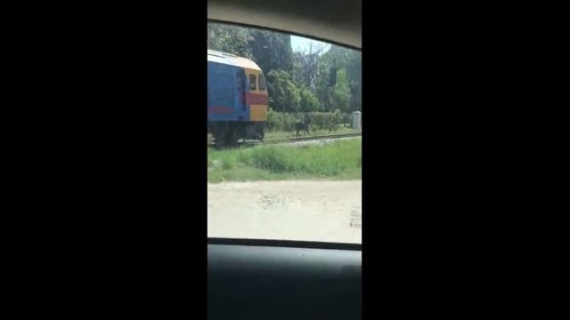 В Таиланде лошадь решила убежать от поезда по рельсам