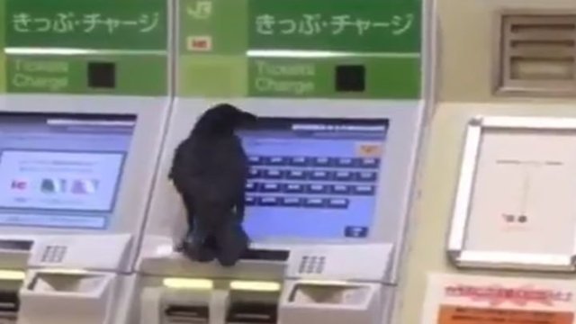 Ворона пытается оплатить билет чужой банковской картой