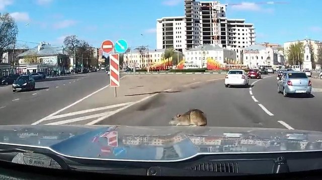 Крыса вылезла на капот машины во время движения