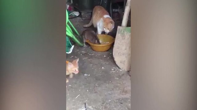 Наглая крыса ест  из одной миски с кошкой
