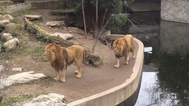 Лев способен выглядеть грациозно в любой ситуации