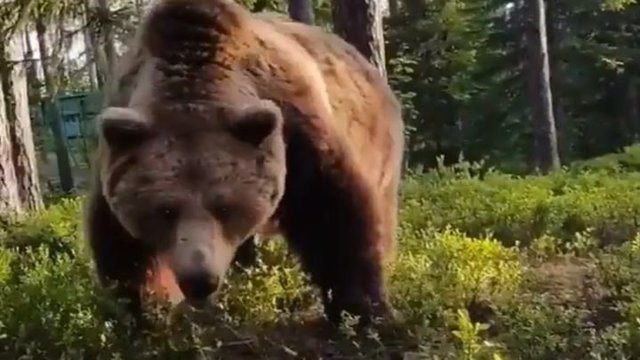 Неожиданная встреча с медведем после ночевки в лесу 