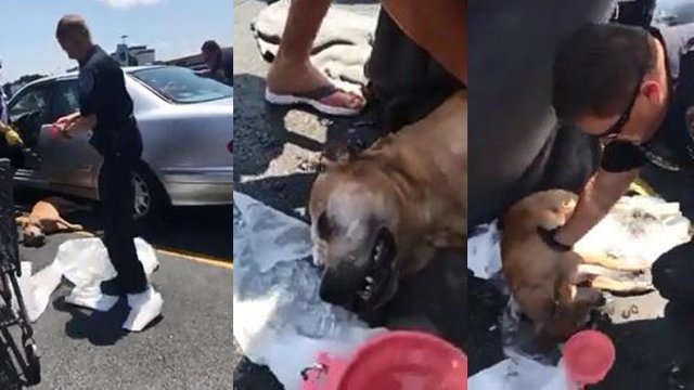 Собака провела в раскаленной машине семь часов. Спасти её не удалось