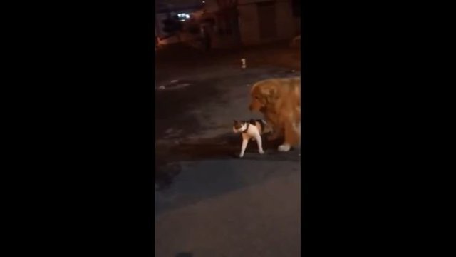 Не в мою смену: добродушный пес предотвратил кошачью драку