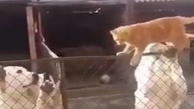 Котомиссия выполнима!