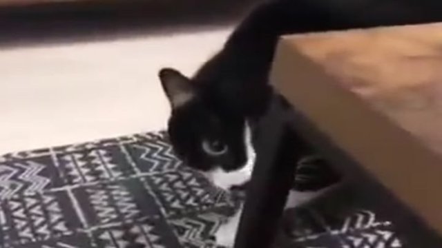 Смешной кот исполняет национальные грузинские мотивы 