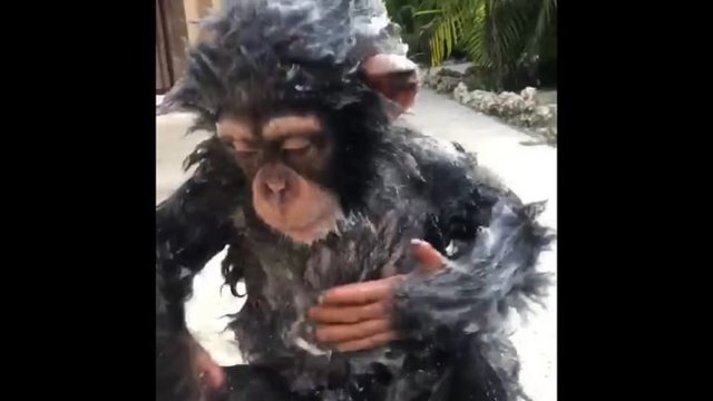 Водные забавы 2-летнего шимпанзе