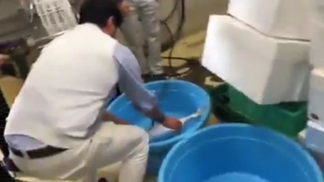 Японцы реанимировали замороженную рыбу в тазу с теплой водой