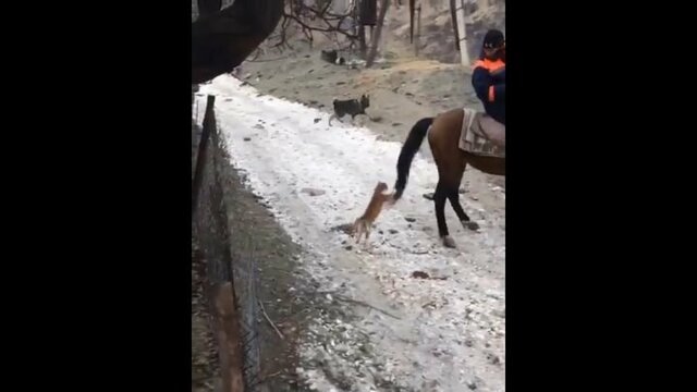 Рыжий беспредельщик  напал на лошадь