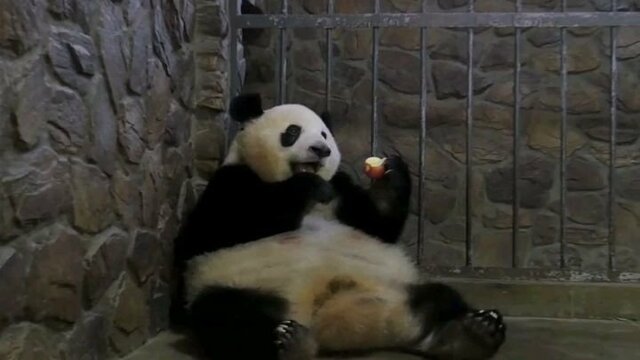 Мать-панда с легкостью променяла детеныша на яблоко