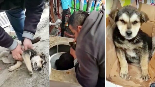 В Турции мужчина спас щенка, сделав ему искусственное дыхание