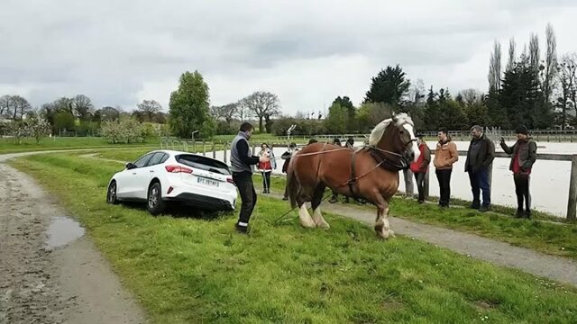 Лошадь-тяжеловоз вытягивает автомобиль из канавы
