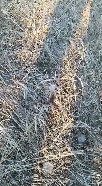 Весна пришла – проснулись клещи