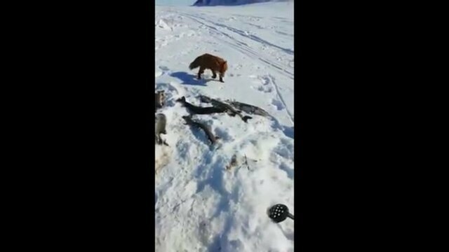 Лиса пришла к рыбаку за своей долей