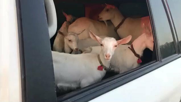 Джип и семеро козлят: в Башкирии остановили водителя, который перевозил в салоне животных