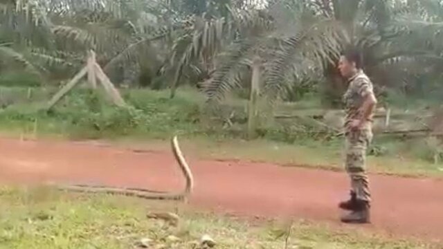 Малайзийский солдат усмирил крупную кобру