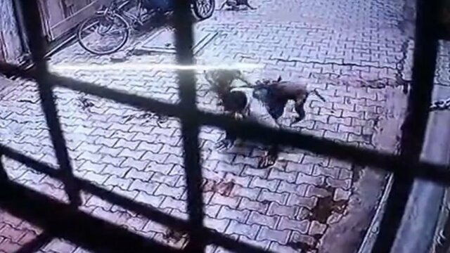 Момент нападения обезьян на мужчину попал на видео 