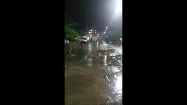 Свободно разгуливающих по индийскому городу львов сняли на видео