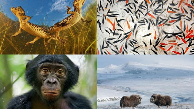 Лучшие фотографии National Geographic