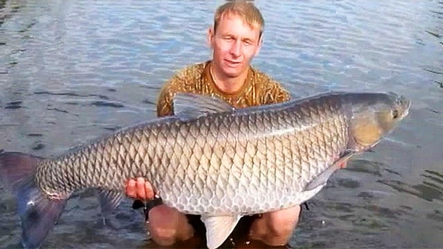 Удалось поймать гигантского бклого амкра.