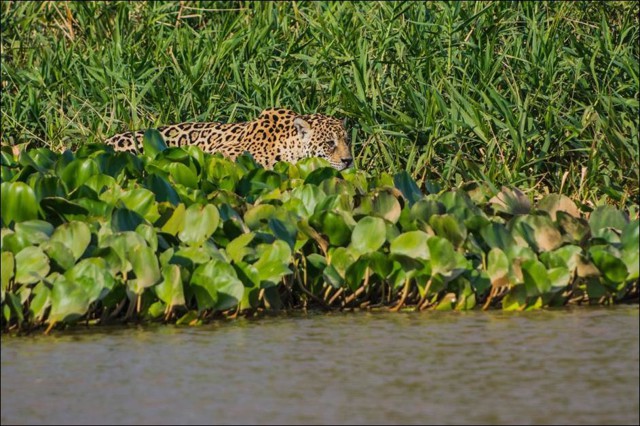 Охота на каймана