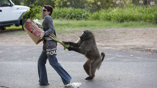 Суровые гопники Кейптауна