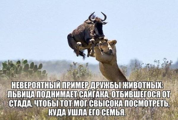 доброта)