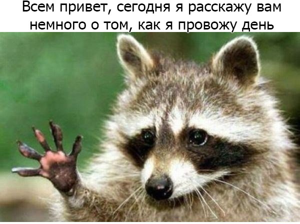 Один день из жизни енота
