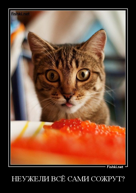 Неужели всё сами сожрут?