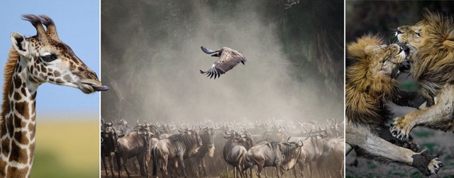 Кровавое сафари: жестокая, но красивая природа