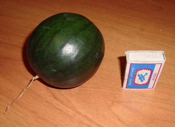 В подмосковье вырос арбуз