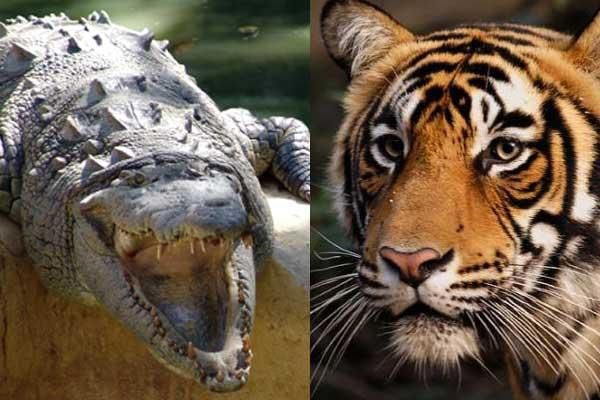 Тигр против крокодила