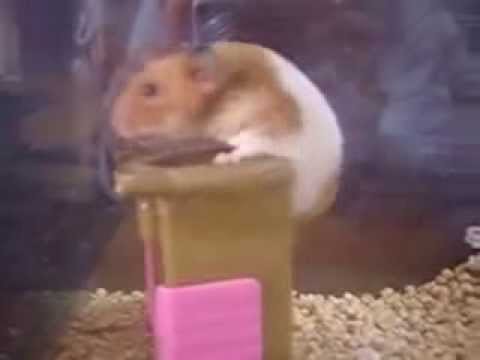 Умный хомяк