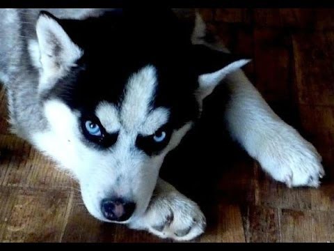 Хаски знакомится с кошкой 