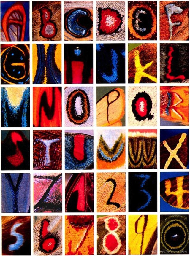 Удивительный проект "Butterfly Alphabet".