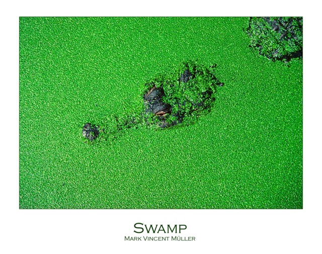 Дикая природа. Фотограф Mark Vincent Muller.