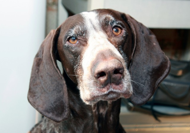 Человек собаке друг