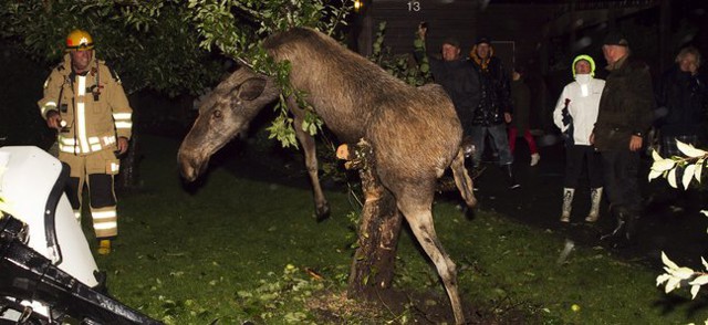Пьяные лоси осенью в Швеции