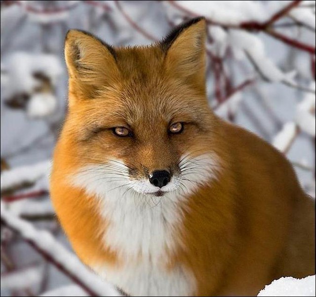 Рыжая бестия!