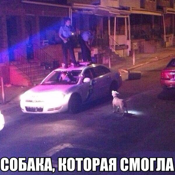 Собака, которая смогла