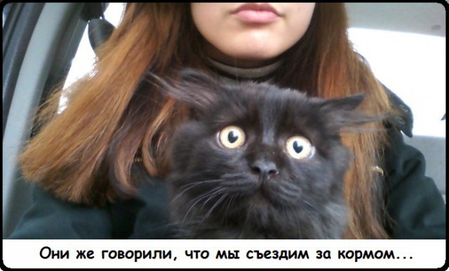  Котик едет домой после ветлечебницы