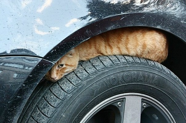 Берегитесь котов!